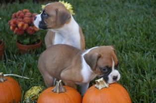 Pumpkin ice cream for dogs best sale